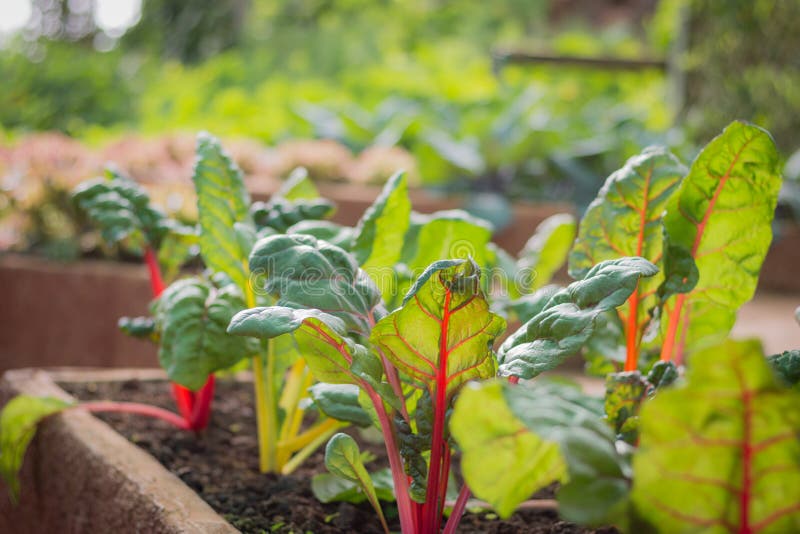 Vegetable Garden, Grown in the Nursery Stock Photo Image of edible