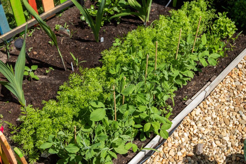 Vegetable Garden in High Summer Stock Image Image of gardening, outdoor 213774061