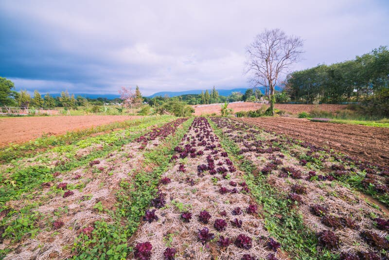 Vegetable Garden on the Hill Stock Photo Image of natural, rural