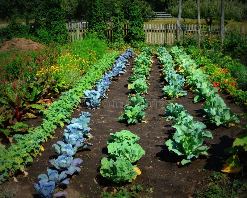 Vegetable Garden. This is a vegetable garden from Old World Wisconsin. Lots of cabbage, Swiss Chard Kale, Broccoli, etc royalty free stock photo