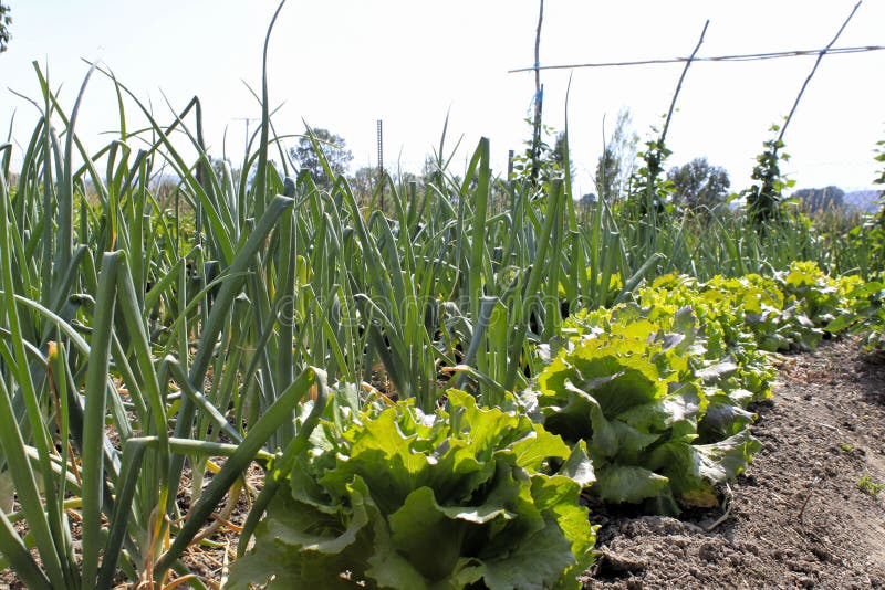 Vegetable Garden with Onions, Lettuce, Tomatoes Stock Photo Image of