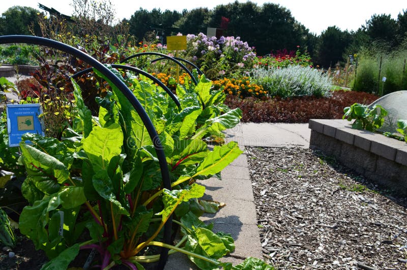 Vegetable Garden during the Summer Stock Photo Image of edible, food 99961150