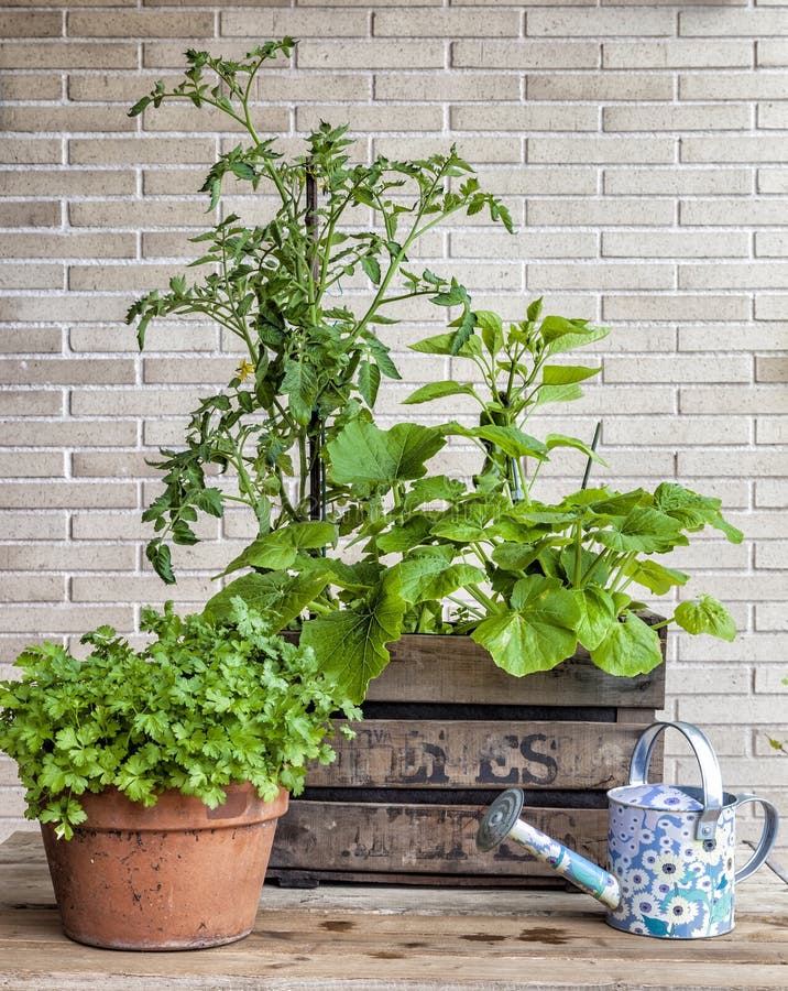 Vegetable garden in a vintage fruit box with tomat