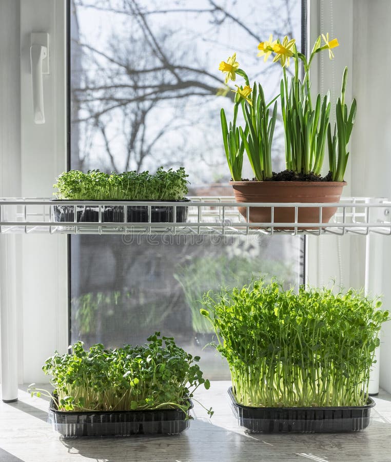 Vegetable Garden on the Windowsill, Growing Spring Microgreens Stock