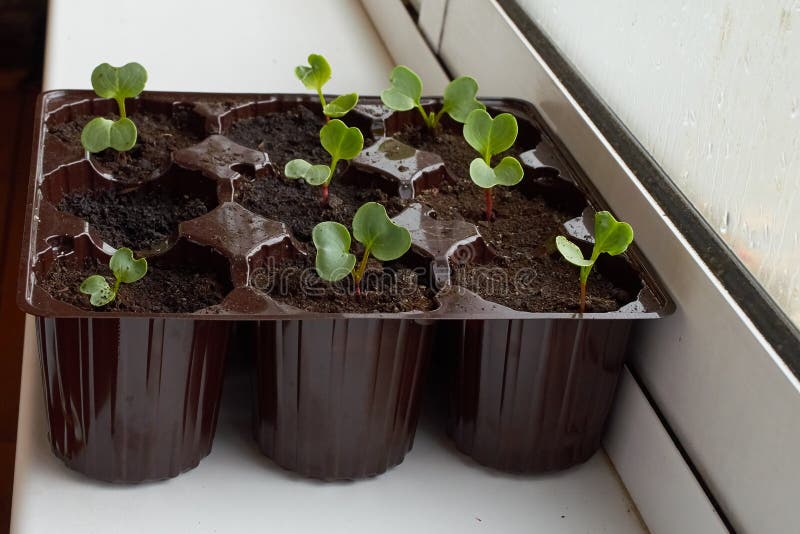 Vegetable Garden on the Windowsill. Radish Seedlings Germinate in a