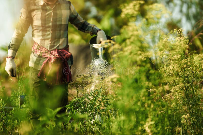 A Vegetable Gardener is Using a Watering Can To Water Vegetables