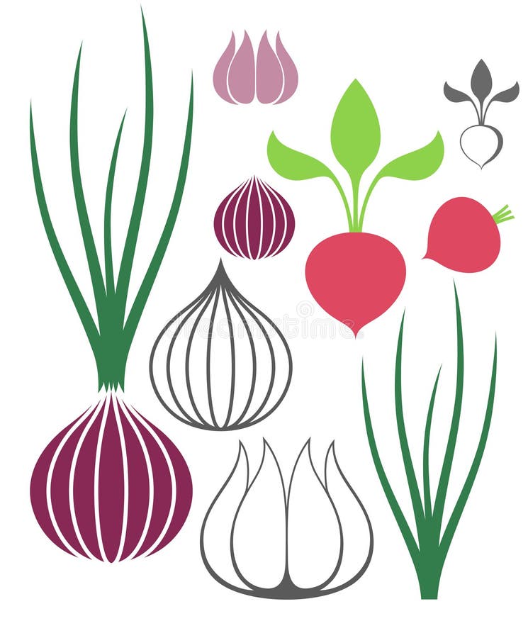 Vegetable. Garlic. Onion. Radish vector illustration