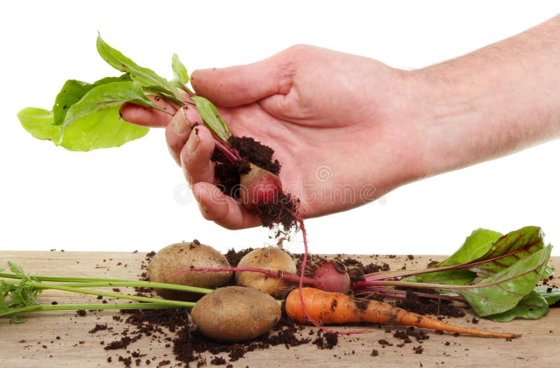 Vegetable harvest