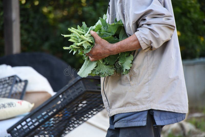 Vegetable Harvesting and Preparation for Shipping. Stock Photo Image