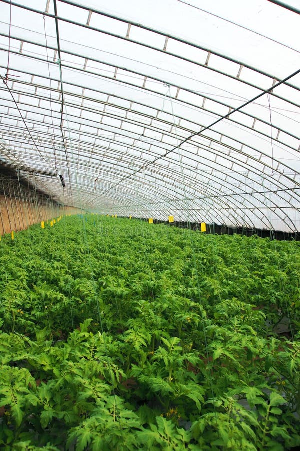 Vegetable hothouse stock image. Image of farmland, greenhouse 168569529