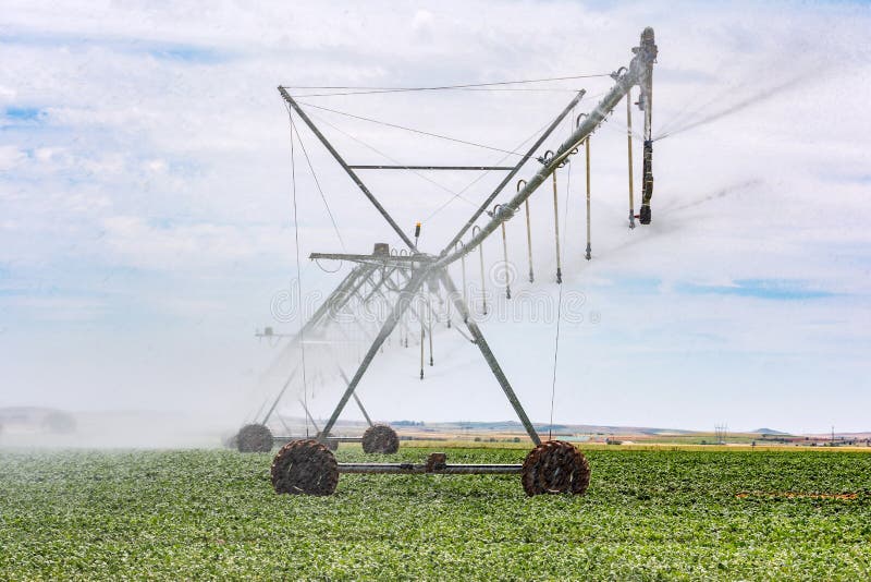 Vegetable Irrigation System with Sprinkler Stock Photo Image of