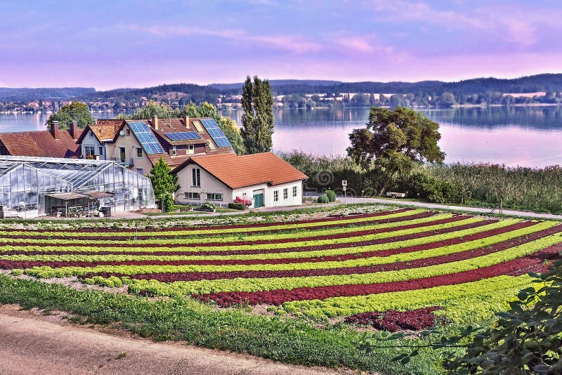 Vegetable island `Reichenau` on the Bodensee with large grown lettuce salads in rows next to each other