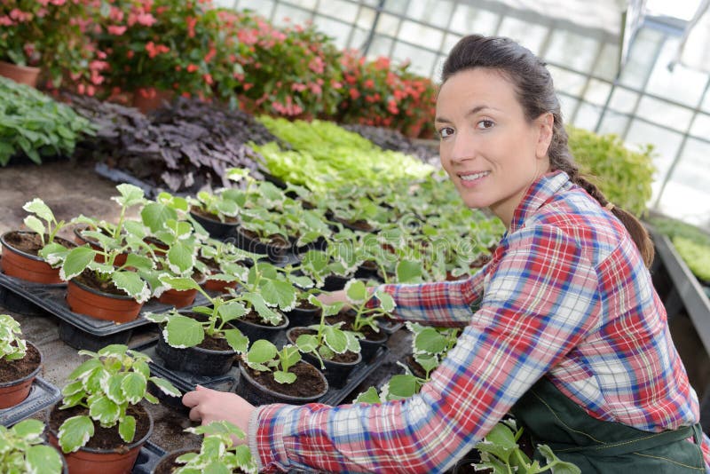 In the plant nursery stock photo. Image of labor, vocational 115616738