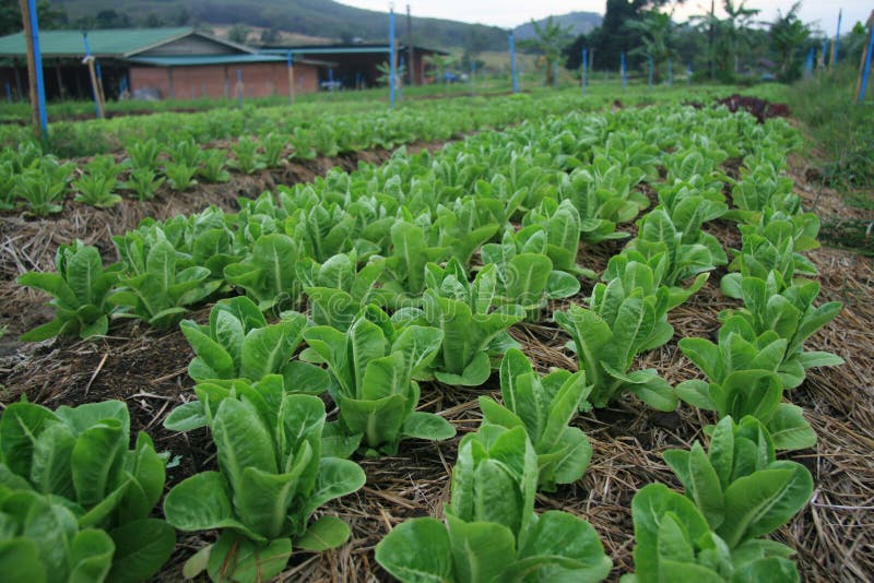 Vegetable organic 05