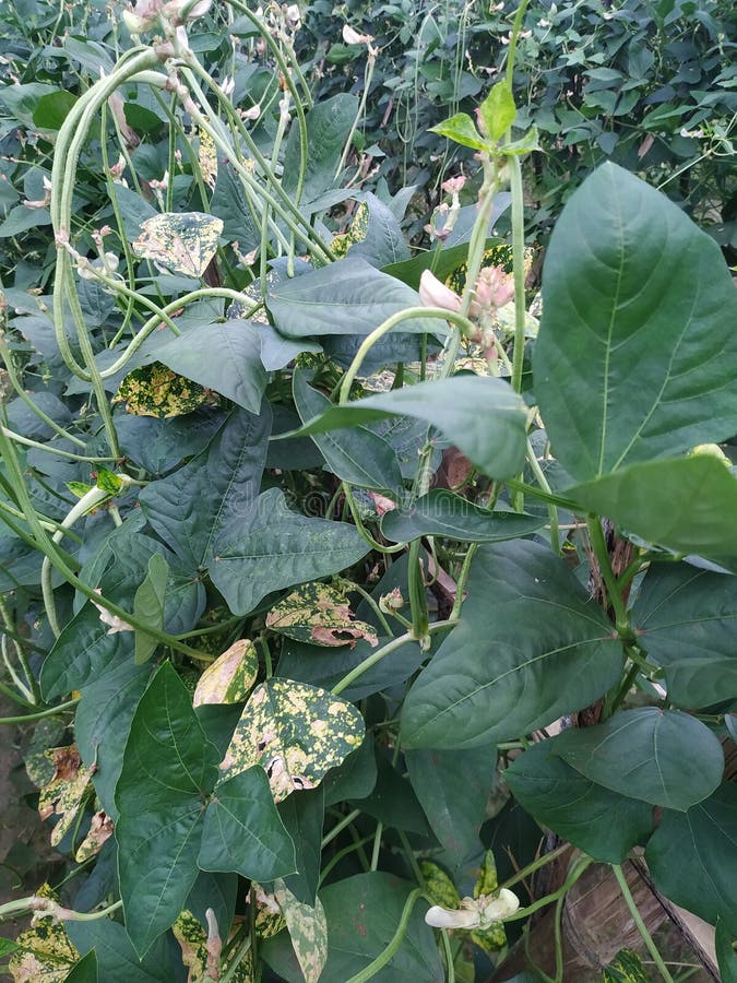 Vegetable Plant in the Field Crop Natural Green Leaf Organic Stock
