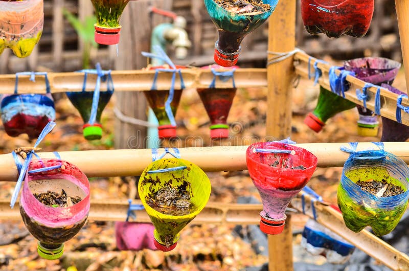 Vegetable planting pot stock photo. Image of ecology 52787104