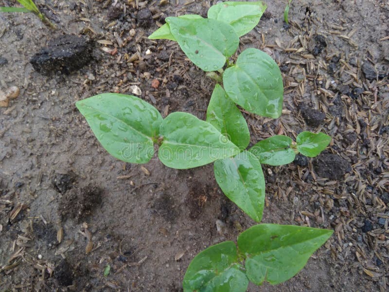 1,406 Indian Vegetable Plants Stock Photos Free & RoyaltyFree Stock