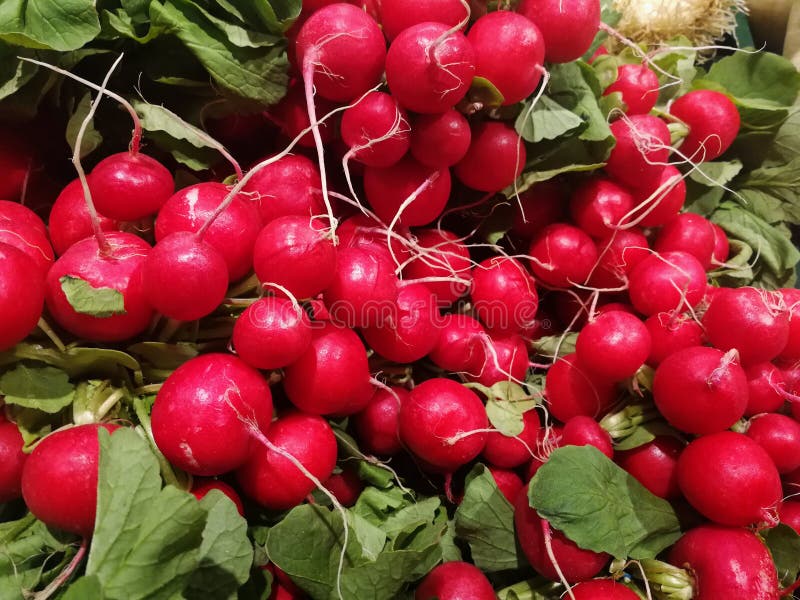 Vegetable Radishes Bundled Stock Image Image of root, vegetable