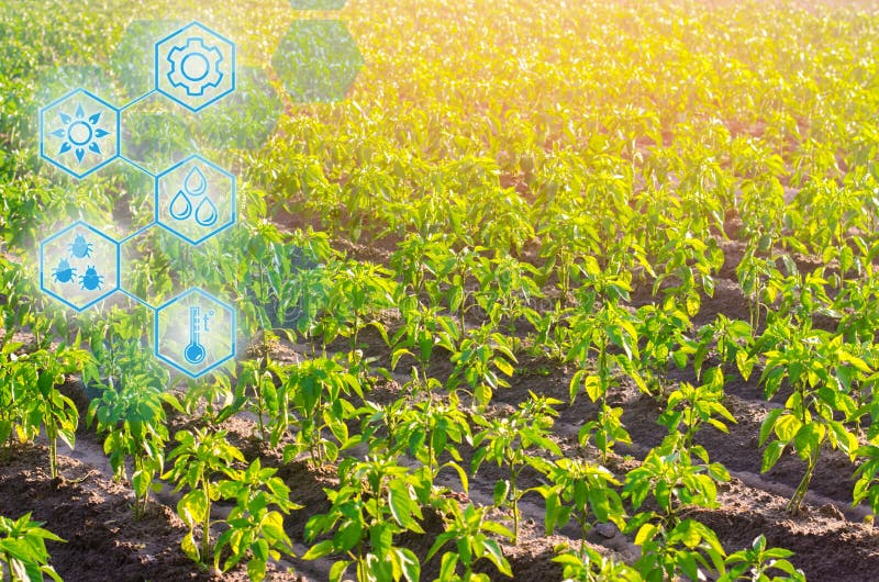 vegetable rows of pepper grow in the field. farming, agriculture, eco-friendly agricultural products. Landscape with agricultural stock images vegetable rows of pepper grow in the field. farming, agriculture, eco-friendly agricultural products. Landscape with agricultural stock images