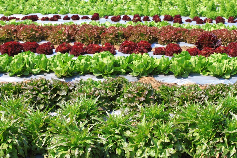 Vegetable salad on plant