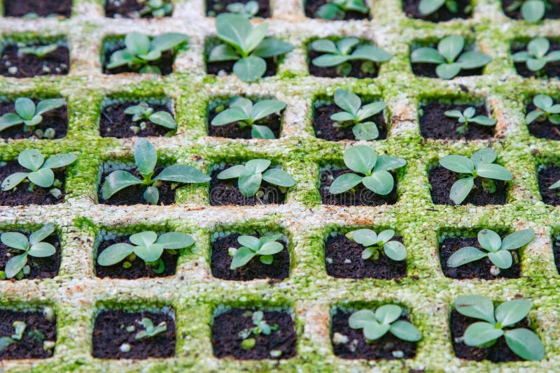 Vegetable seedlings stock image. Image of healthy, eating 78489317