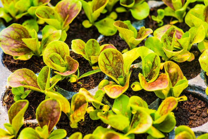 Vegetable Seedlings in Vegetable Farm Stock Image Image of organic