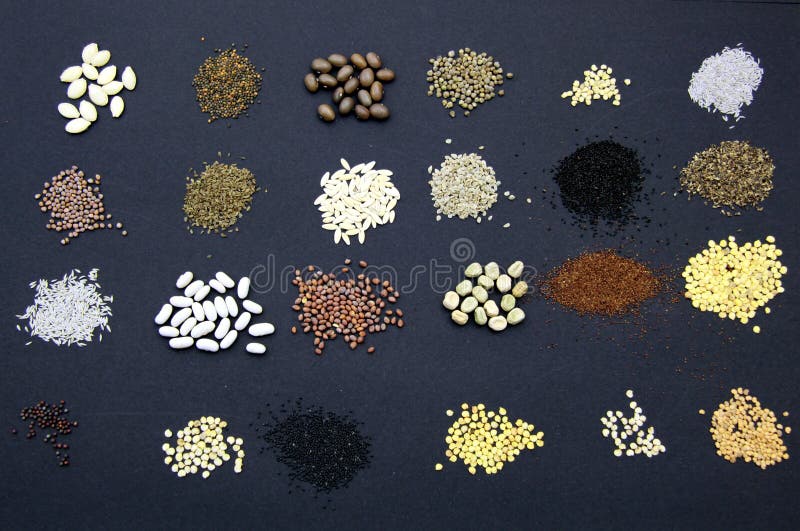 Salad Seeds On The Garden Bed Rows Stock Image Image of vegetable