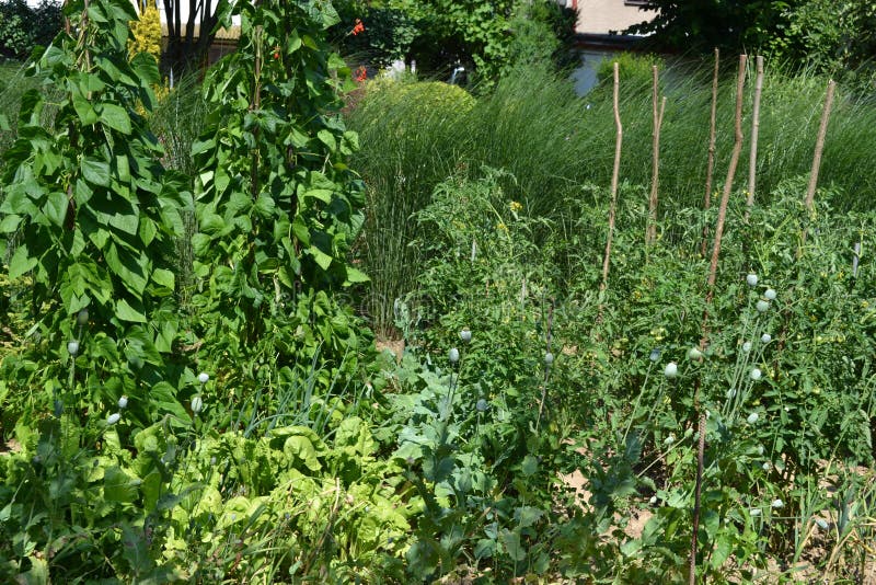 Vegetable traditional cottage garden in the countryside