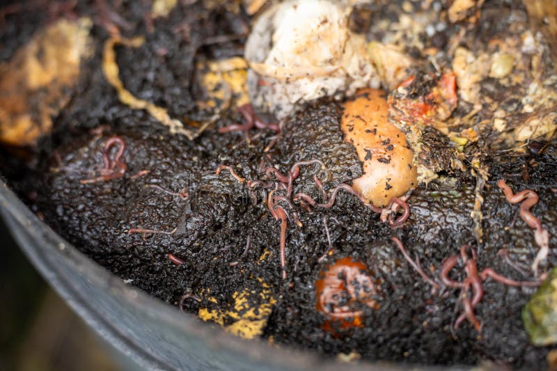 Vegetable Waste in a Compost Bin with Worms Breaking Them Down Stock