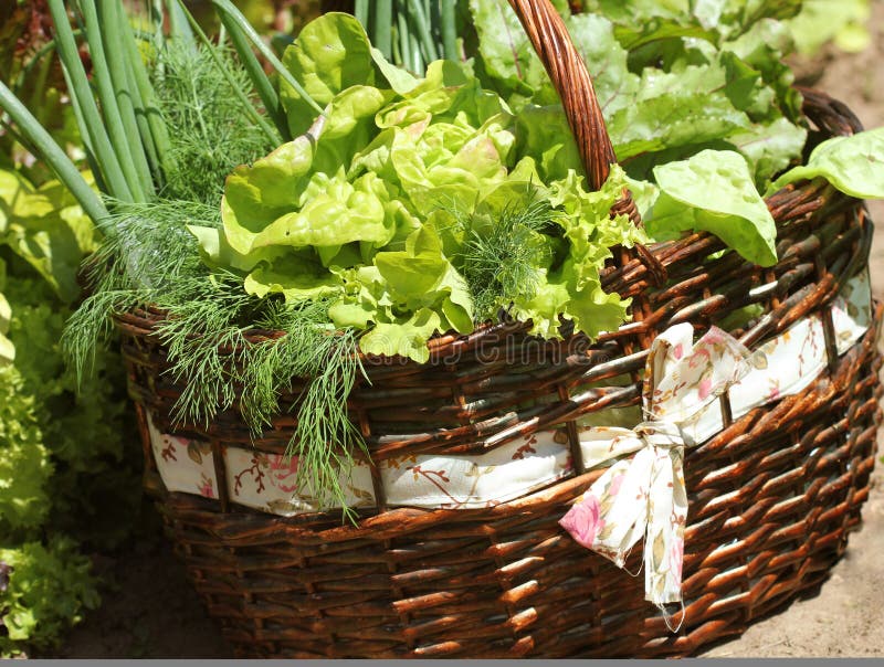 Vegetables in a Basket Placed Near a Vegetable Patch Stock Photo