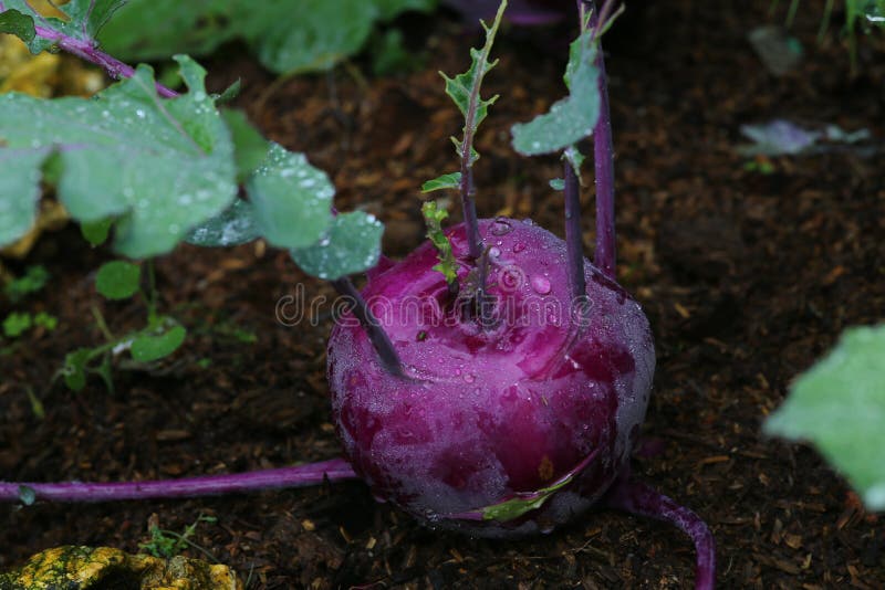 Vegetables,beetroot stock photo. Image of food, colorful 64651662