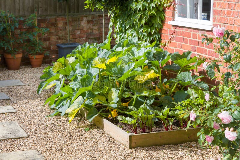 Vegetables Courgette Growing in a Raised Bed in a UK Garden Stock Image Image of planters