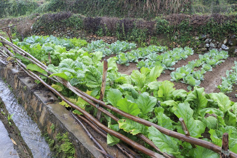 Vegetables field in rain stock photo. Image of farm, asian 54988082