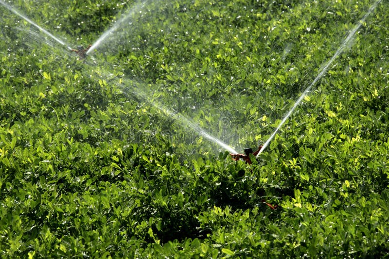 Vegetables fields stock image