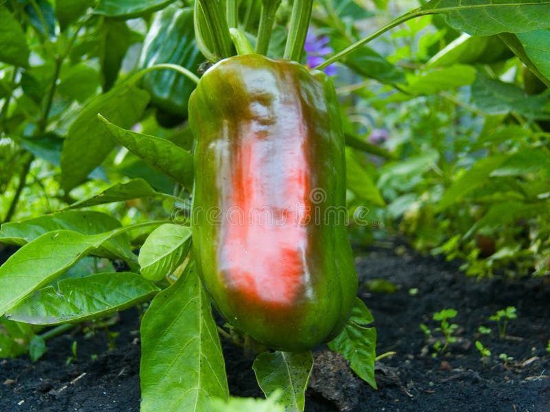 Vegetables fresh pepper