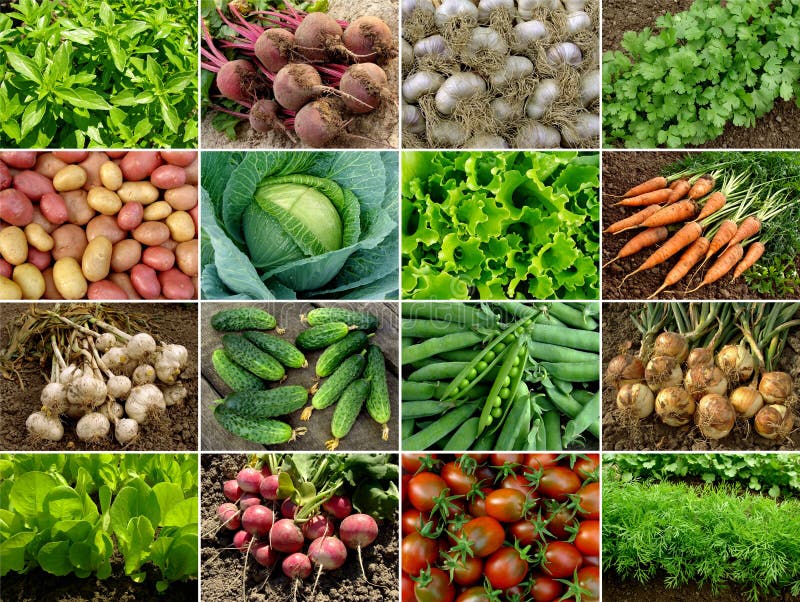 Bio zeleniny a zelených kolekce.