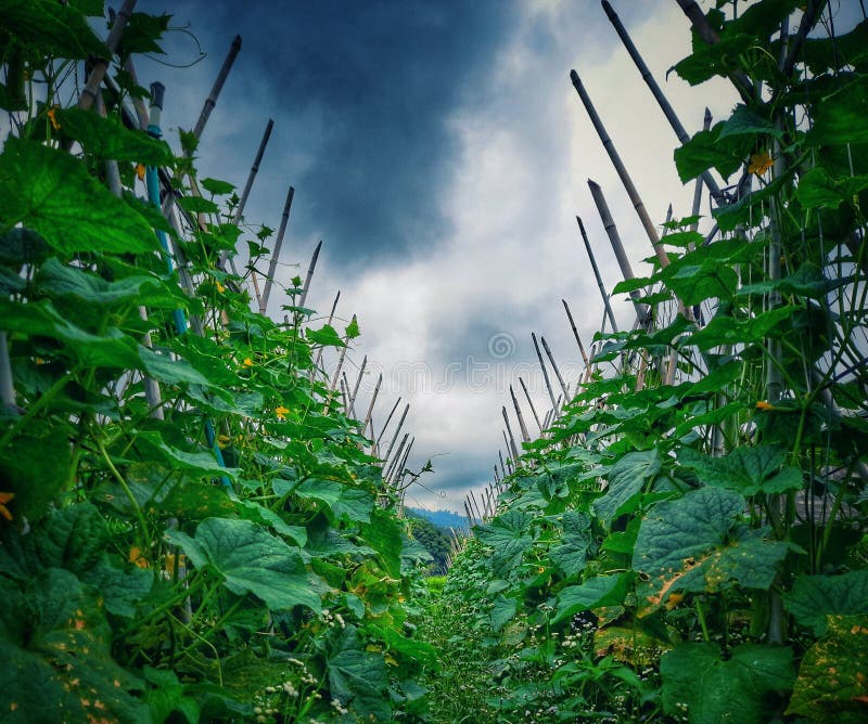 Vegetables Growing in the Garden Stock Photo Image of woodland, plant