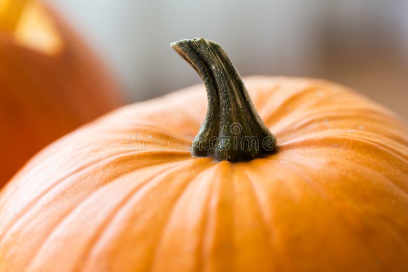 pumpkin stem color pumpkin stem color