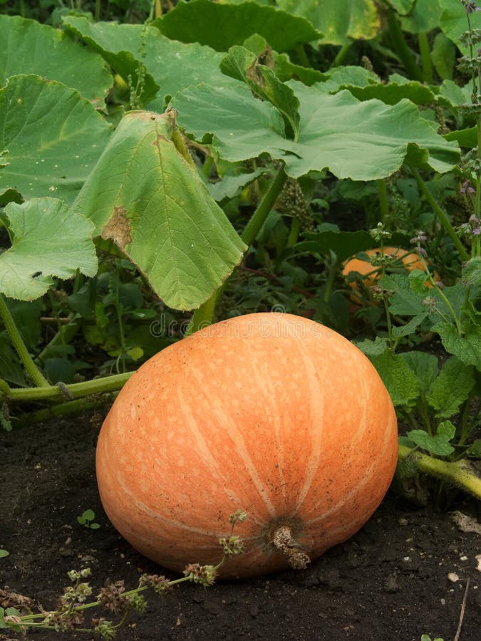 Vegetables pumpkin