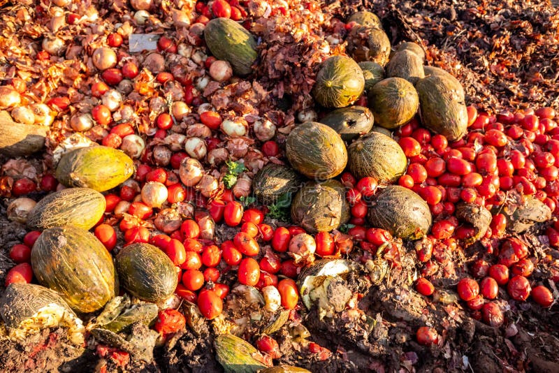 Vegetables Thrown into a Landfill, Rotting Outdoors Stock Photo Image