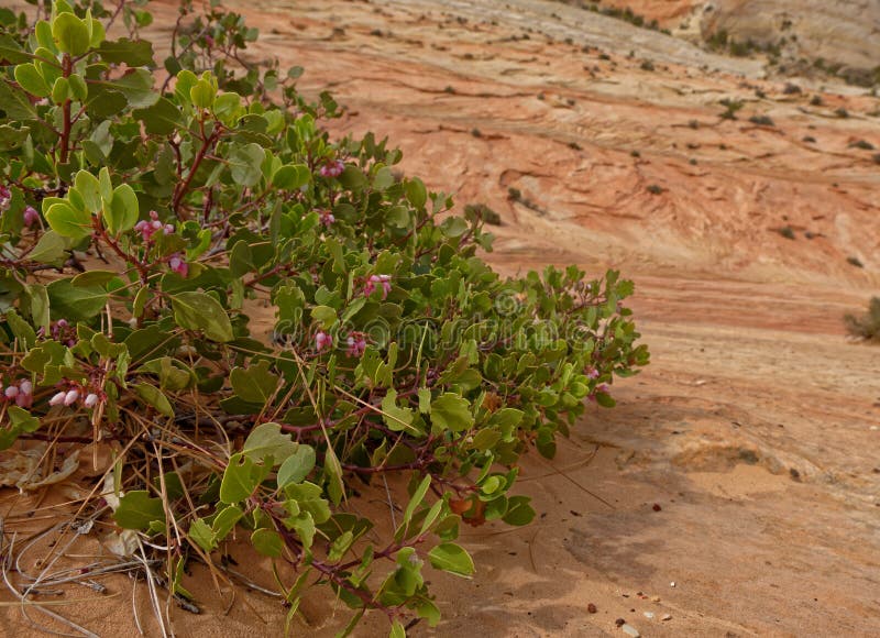 Vegetación en la roca del resbalón, Zion National Park, Utah imagen de archivo libre de regalías Vegetación en la roca del resbalón, Zion National Park, Utah imagen de archivo libre de regalías