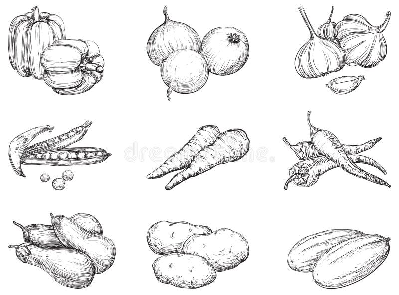 Vegetais ilustração stock Vegetais ilustração stock