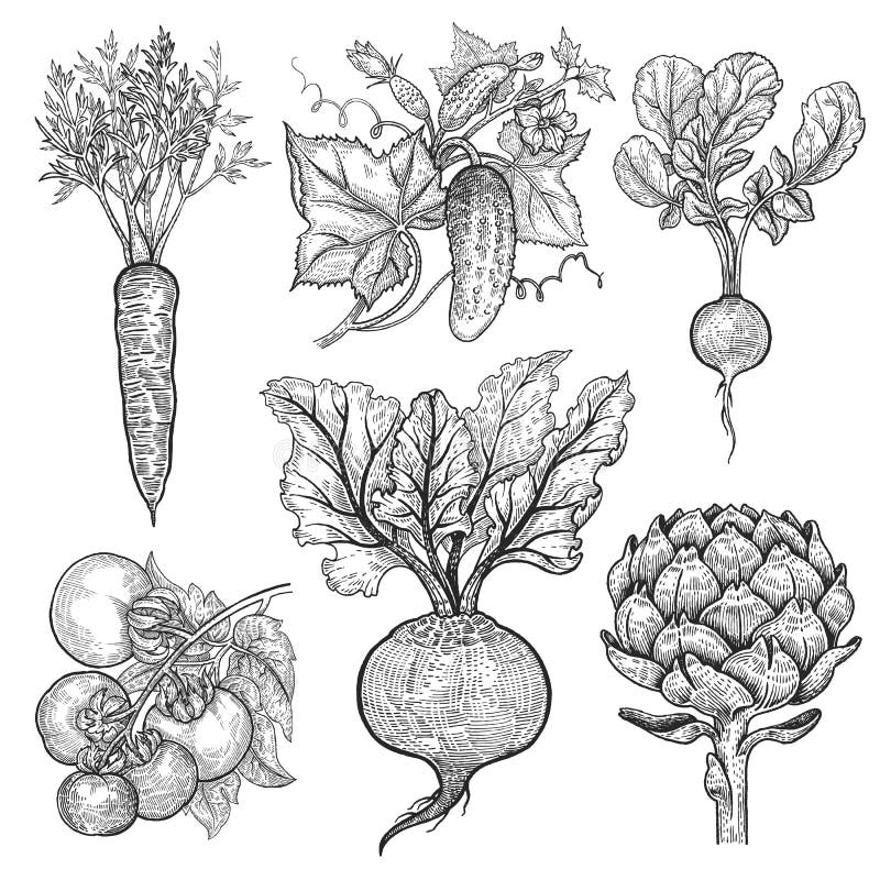 Vegetais ajustados Gravura do vintage ilustração royalty free