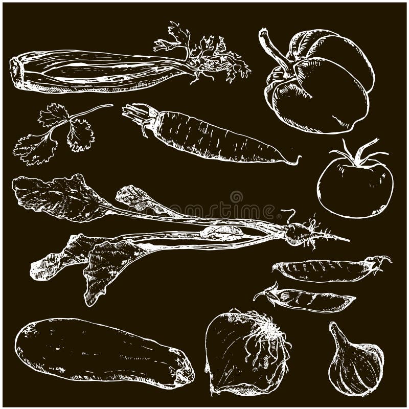 Vegetables hand drawn ink sketch. Set of various vegetables. Sketches of different eco food. Isolated on white organic veggies. Vegetables hand drawn ink sketch. Set of various vegetables. Sketches of different eco food. Isolated on white organic veggies.