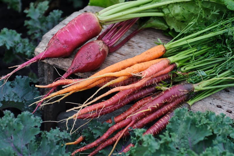 Organic vegetables. Carrots and beets in a wooden box in the garden. Harvest. Organic vegetables. Carrots and beets in a wooden box in the garden. Harvest.