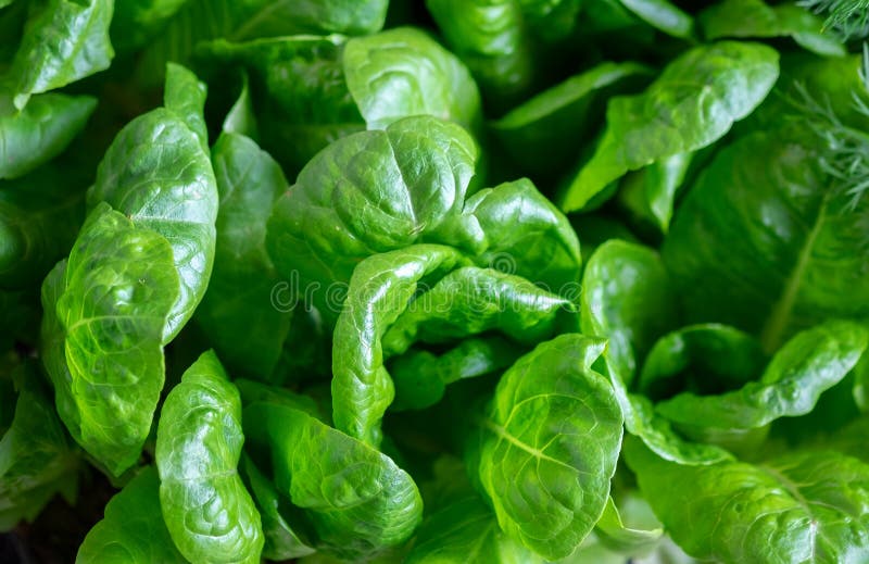 Vegetal orgânico fresco da alface vendido no mercado dos fazendeiros foto de stock Vegetal orgânico fresco da alface vendido no mercado dos fazendeiros foto de stock