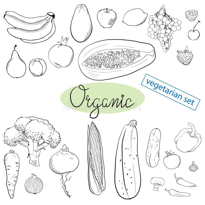 Vegetables Sketches Hand Drawing Stock Illustration - Download Image Now -  Onion, Illustration, Corn - iStock