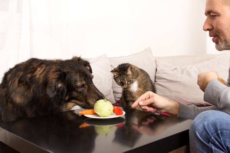 Vegetarian pets stock image. Image of curious, couch 54209373