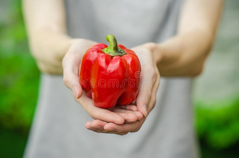 Vegetarians and fresh fruit and vegetables on the nature of the theme: human hand holding a red pepper on a background of green gr