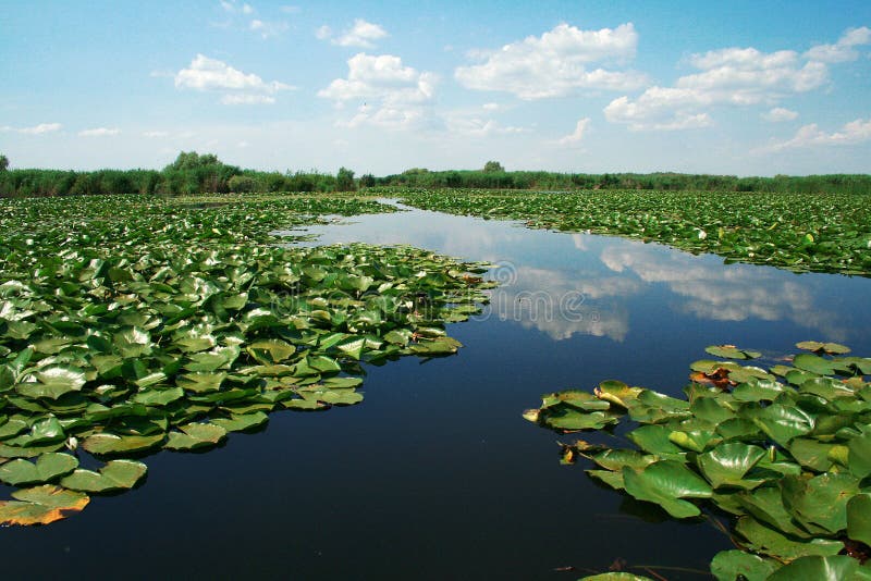 Vegetation